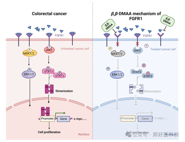 郑州大学董子钢教授团队《Phytomedicine》新研究发现β,β-DMAA靶向FGFR1可抑制结直肠癌增殖