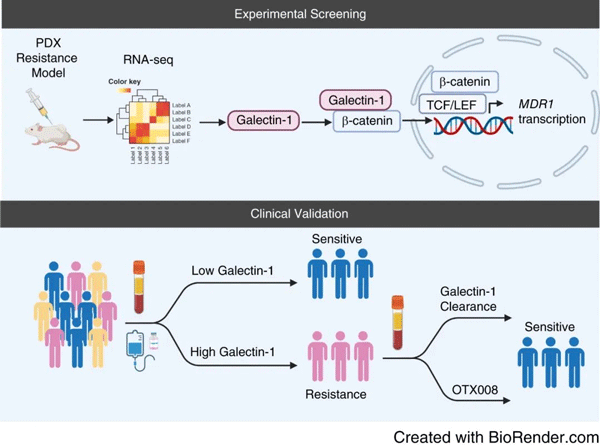 Cancer Res丨董子钢团队揭示食管鳞状细胞癌紫杉醇治疗耐药的分子机制